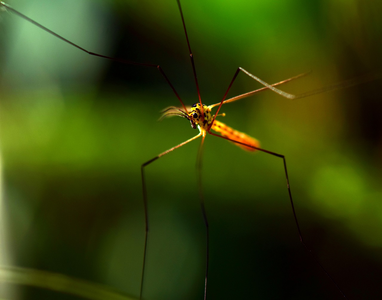 רשתות נגד יתושים